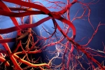 Blood Vessels Stretch experts, Blood Vessels Stretch news, how far can blood vessels stretch if laid out end to end, Sachin tendulkar