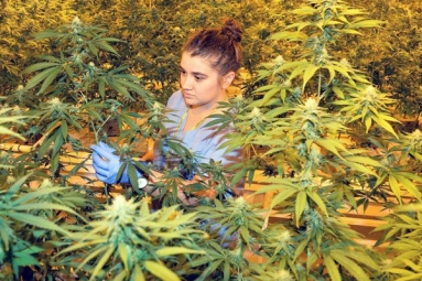 Pot to be legal in Massachusetts!