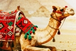 Camel Milk medicine, Camel Milk latest updates, benefits and side effects of camel milk, Vitamin d Camel Milk medicine, Camel Milk latest updates, benefits and side effects of camel milk, Vitamin d