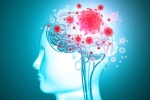 virus, headache, coronavirus is capable of affecting the brain study, Brains