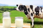 Cow Milk Protein updates, Cow Milk Protein latest, can cow milk protein lead to type 1 diabetes, Intolerance Cow Milk Protein updates, Cow Milk Protein latest, can cow milk protein lead to type 1 diabetes, Intolerance