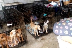 Dog Meat South Korea breaking, Dog Meat South Korea, consuming dog meat is a right of consumer choice, Dog meat
