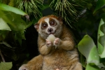 Slow lorises, Red list, cute but deadly the critically endangered slow lorises, Endangered