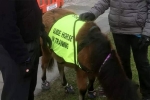 Retinitis Pigmentosa, Digby, indian origin man with eye condition to get guide horse in uk, Briton
