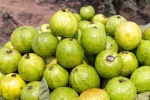 Guava good for health, Guava new updates, who should be careful with guava, Maxim