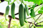 Cucumber growth, Cucumber growth, hack to grow cucumber is going viral for all the right reasons, Wet