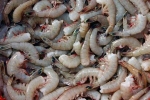 fishing practice, Indian Shrimp, indian shrimp faces threat of ban in u s, Al hilal
