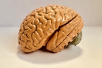 Indians, Jayanthi Sivaswamy, indians have smaller brains a study revealed, Alzheimer s
