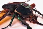 Robotized Cockroaches, Robotized Cockroaches for buildings, insects robotized to hunt for survivors in a collapsed building, Robot