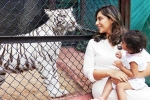 Klin Kaara celebrations, Klin Kaara breaking news, klin kaara meets her namesake tigress on second birthday, Box
