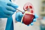 Creatinine Levels latest breaking, Creatinine Levels, tips to lower your creatinine levels, Creatine