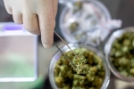 Covid-19 Vaccine, Cannabidiol, lung damage from covid 19 can be prevented with cannabidiol, Human trials