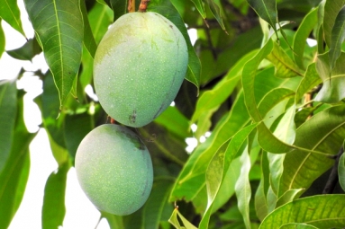 Mango Leaves, Seeds Helps In Reducing Blood Sugar and Diabetes - Here's How