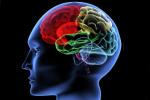 protein essential for building memories, Brain: Use it or lose it, brain use it or lose it, Npt