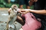 Monkey Bite health, Monkey Bite breaking news, what to do after a monkey bite, Vaccine
