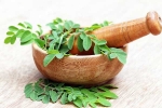 Moringa health experts, Moringa experts, is moringa a must have in your diet, Body