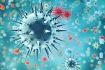new virus, pandemic, a new virus discovered in china is another pandemic on the way, H1n1