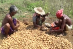 pepsico sue potato farmers, pepsiCo case, pepsico case potato farmers in gujarat seek compensation for harassment, Pepsico