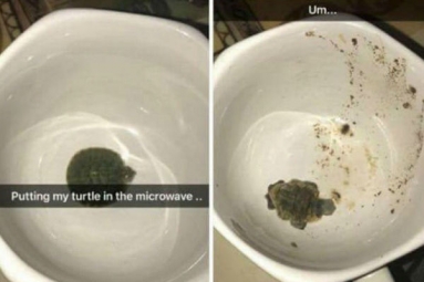 Girl Microwaved Pet Turtle And Posted Photos Online