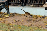 New York Tourism, Rat Tourism in New York, must experience trend in new york city, Rats tourism