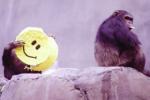 Smiles originated 30 million years ago, Smiles, smiles originated 30 million years ago, Express feelings