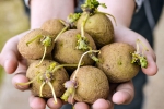 Sprouted Potatoes disadvantages, Sprouted Potatoes disadvantages, what happens when you eat sprouted potatoes, Nutrients Sprouted Potatoes disadvantages, Sprouted Potatoes disadvantages, what happens when you eat sprouted potatoes, Nutrients