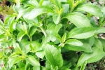 Stevia for sugar, Stevia new updates, is consuming stevia bad for blood sugar levels, Stevia