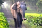 elephants, corridor, tamed elephants in india to get unique identification numbers like aadhar, Unique identification number elephants, corridor, tamed elephants in india to get unique identification numbers like aadhar, Unique identification number