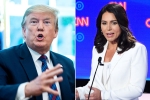 trump supporting Al-Qaeda, trump slams tulsi gabbard, trump slams tulsi gabbard for alleging that he supports al qaeda, Ridiculous