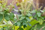 tulsi for skin pigmentation, tulsi for face pimples, tulsi for skin how this indian herb helps in making your skin acne free glowing, Hair fall