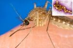 West Nile Virus latest, West Nile Virus breaking news, russia warns of west nile virus, Joint pains West Nile Virus latest, West Nile Virus breaking news, russia warns of west nile virus, Joint pains