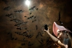 Wuhan CDC documentary, Wuhan CDC latest, a sensational video of scientists of wuhan cdc collecting samples in bat caves, Wuhan cdc news