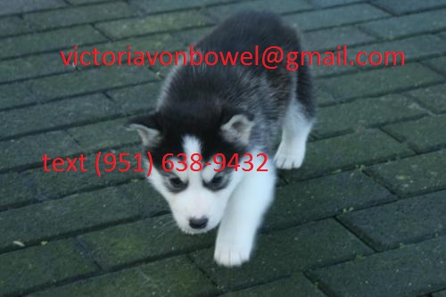 AKC registered Siberian Husky puppies