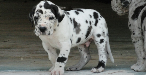 Great Dane Puppies for adoption