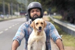 777 Charlie movie review, 777 Charlie movie review and rating, 777 charlie movie review rating story cast and crew, Wtf