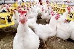 Bird flu new outbreak, Bird flu latest, bird flu outbreak in the usa triggers doubts, Food