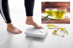 Green Tea for Weight loss business, Green Tea for Weight loss breaking news, can consuming green tea really help in weight loss, Skin care
