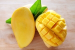 cancer causing chemicals in mangoes, cancer causing chemicals in mangoes, mouth watering mangoes may contain cancer causing chemicals, A health hazard