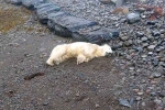 Polar Bear In Iceland latest, Polar Bear In Iceland pictures, polar bear appears in iceland for the first time in 8 years, Scientists