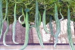 Snake Gourd latest breaking, Snake Gourd healthy, advantages of eating snake gourd, Snake